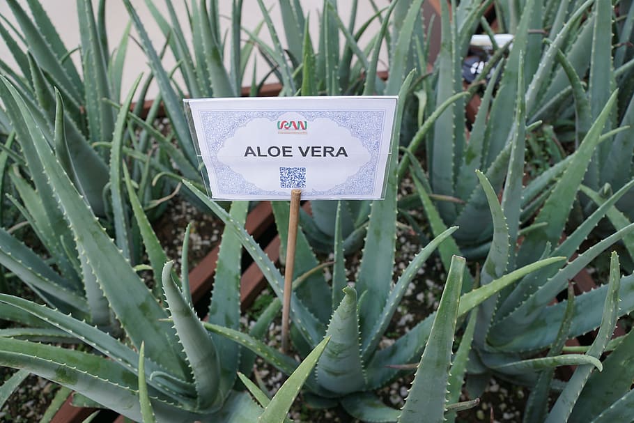 aloe vera, plant, healthy, growth, text, green color, communication, close-up, western script, day