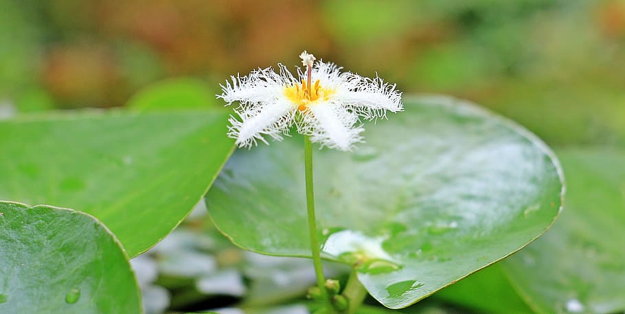fuzzy, white, jade flower, bloom, close, water lily, dwarf water lily, mini water lily, flower, blossom
