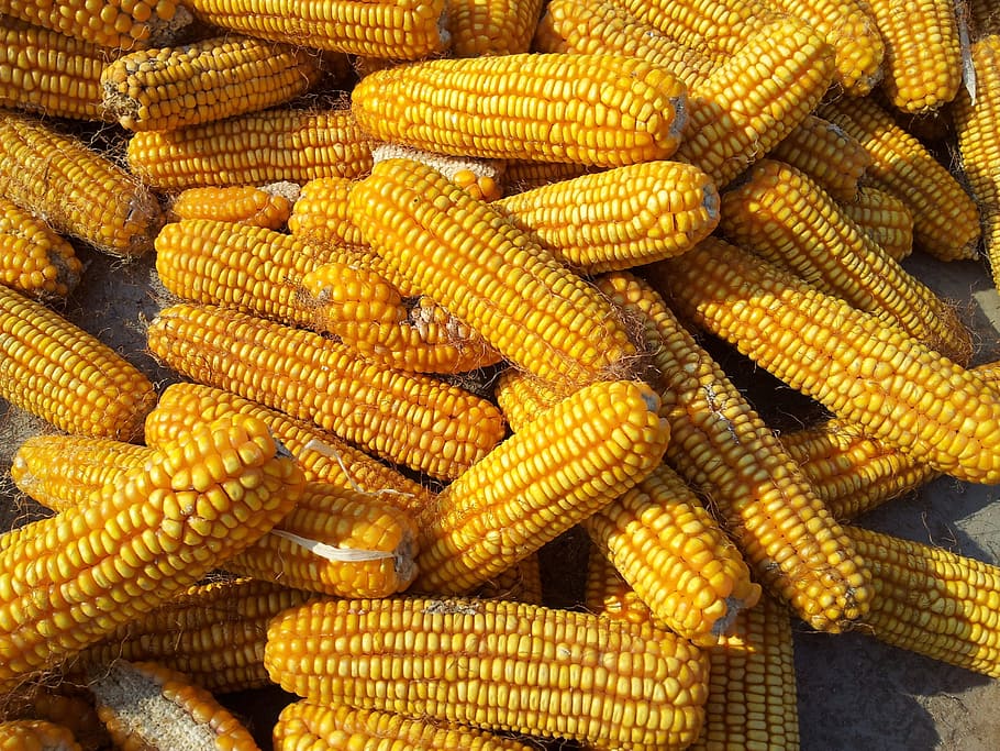 lote de maíz amarillo, maíz, granos, cosecha, otoño, alimentos, saludable, vegetariano, amarillo, dorado