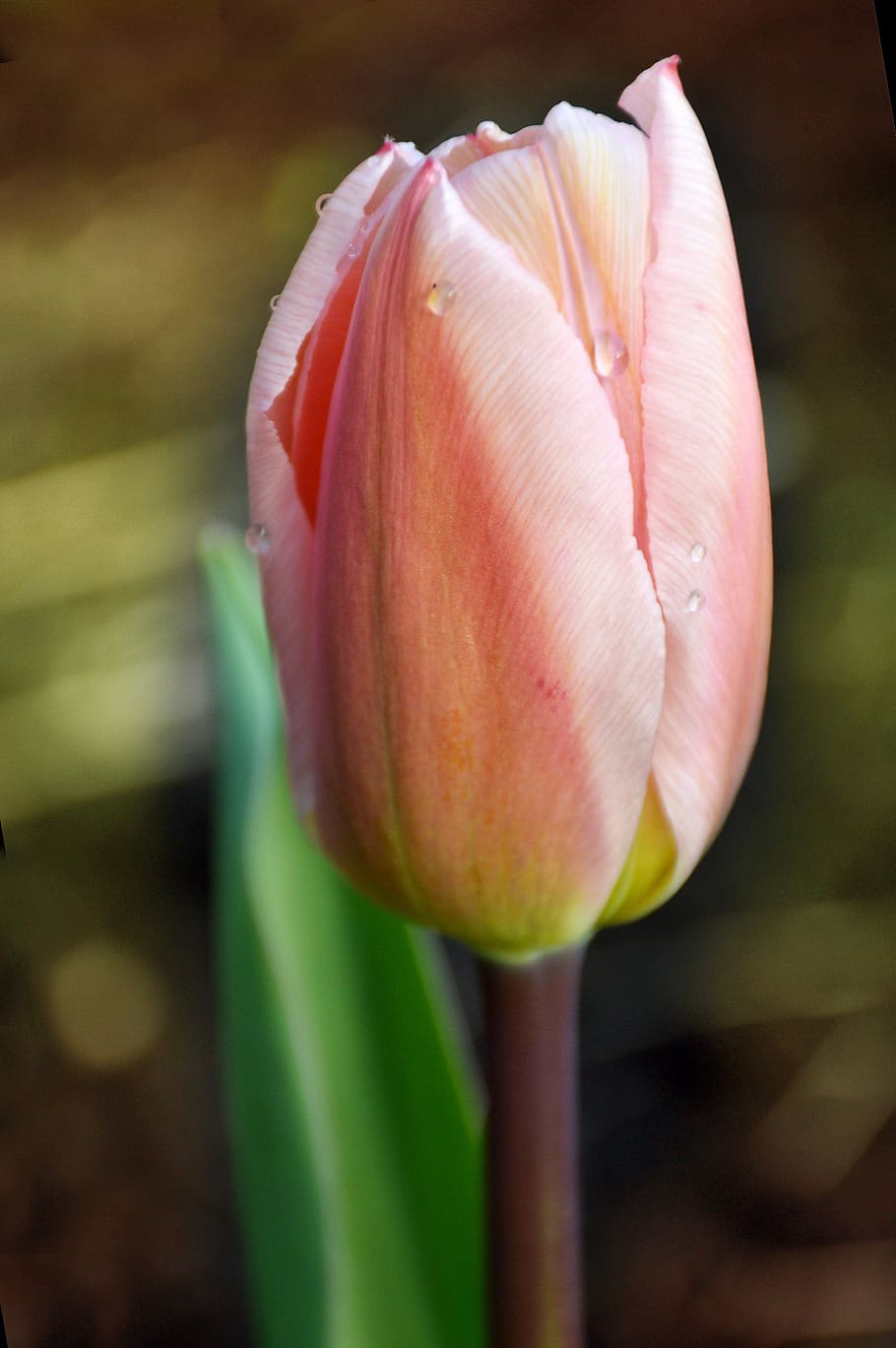 tulipa, suave, rosa, macro, flor, planta com flor, vulnerabilidade, fragilidade, planta, beleza da natureza
