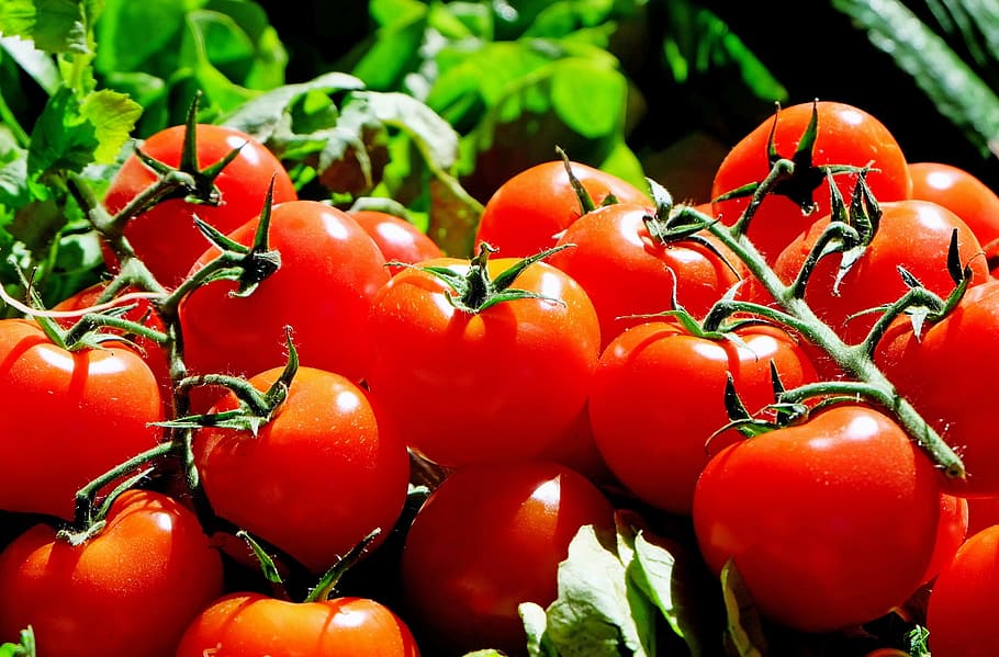 red tomatoes, tomatoes, red, food, frisch, market, vegetable, food and drink, freshness, tomato