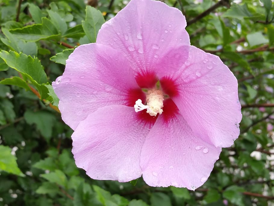 rosa, fotografia de close-up de flor de malva, rosa de sharon, flores, república da coreia do crisântemo, flor, planta, pétala, fragilidade, beleza da natureza
