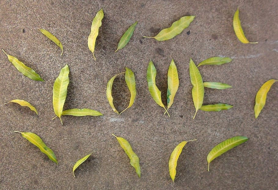 green, leaves, gray, surface, love, mango leaves, romantic, design, leaf, nature