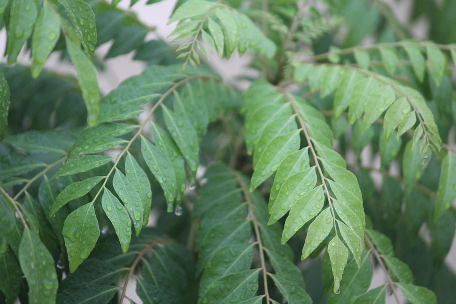 kadipatta, curry leaf, murraya koenigii, plant, leaf, plant part, green color, growth, close-up, nature