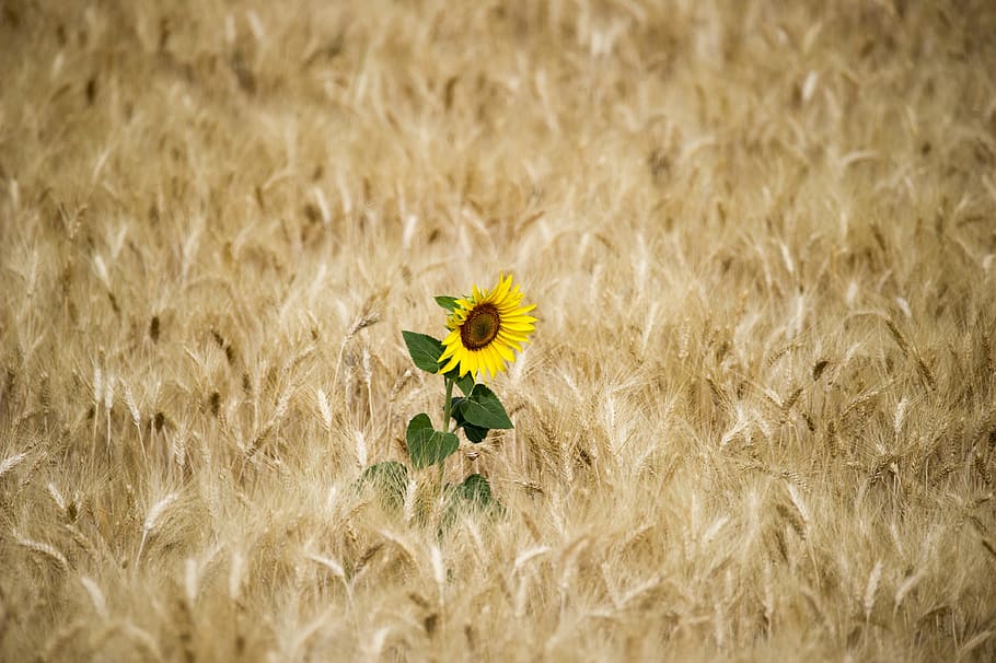 Sunflower, Sun, Wheat, nature, flower, yellow, summer, field, meadow, plant