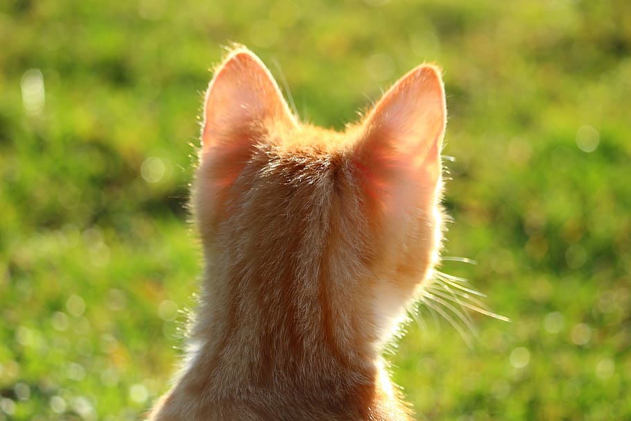 클로즈업 사진, 주황색, 고양이 새끼, 고양이, 붉은 고등어 얼룩 무늬가, 빨간 고양이, 어린 고양이, 고양이 아기, 잔디, 한 동물