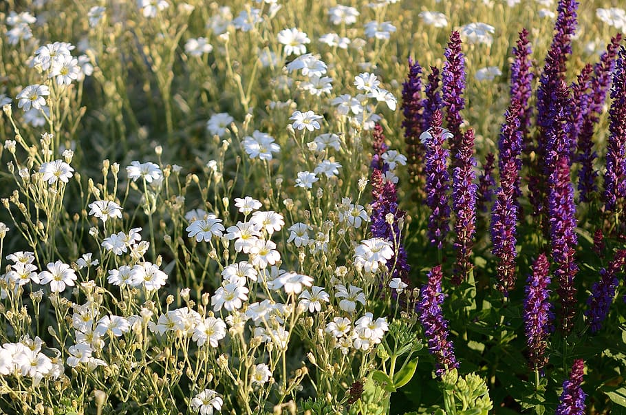 flores, flores de verano, flores moradas, naturaleza, fondo, macro, hoja,  vida silvestre, blanco, Flor | Pxfuel