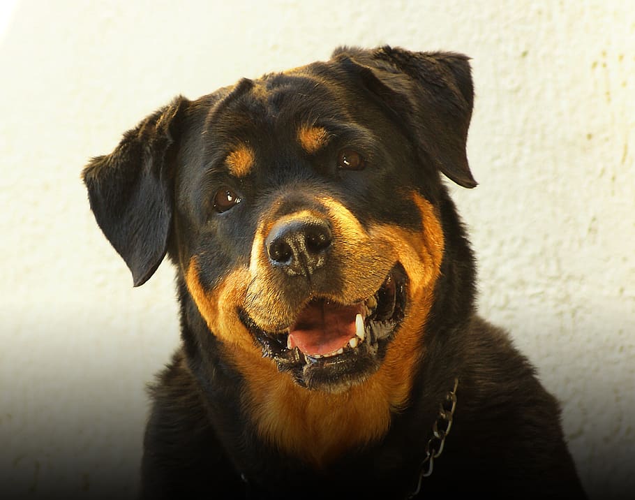 adult rottweiler, rottweiler, dog, pets, animal, cute, canine, one animal, domestic animals, domestic