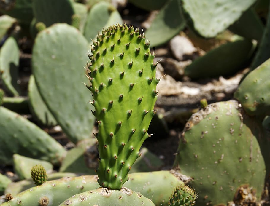 cactus, trópico, exótico, espina, espigas, planta suculenta, color verde, crecimiento, nopal, planta