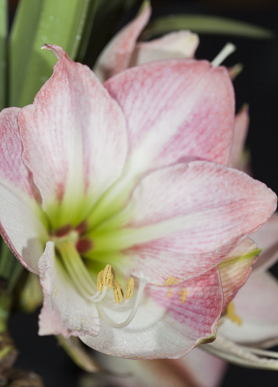 hippeastrum, known, as amarylis, flowering plant, flower, beauty in nature, plant, vulnerability, petal, fragility