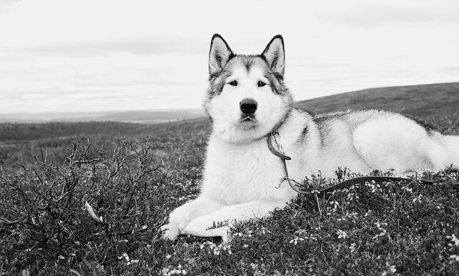 siberiano, husky, acostado, campo, escala de grises, foto, alaska, malamute, lobo, perro