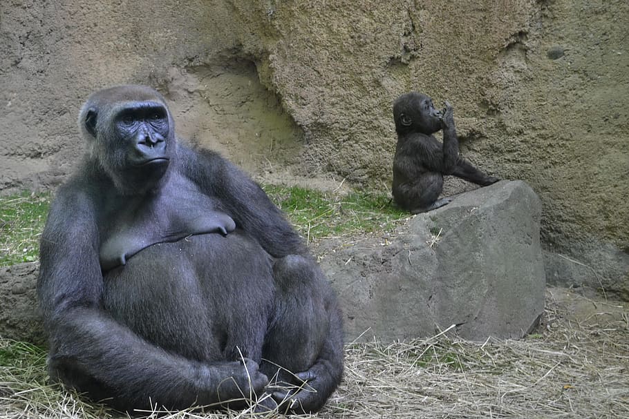 gorilla, infant, sits, gray, soil ground, daytime, zoo, animal, ape, male