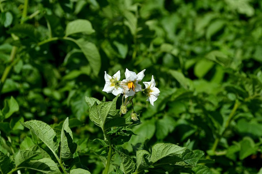 potato plant, potato blossom, potato, potato field, potato shrub, potato flower, flowering potato, potato herb, nachtschattengewächs, blossom