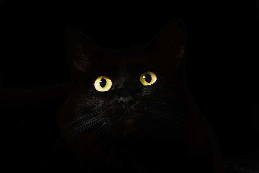 wallpaper kucing hitam, hitam, kucing, tampilan, mata kucing, kucing mencari, lucu, tema hewan, hewan, mamalia