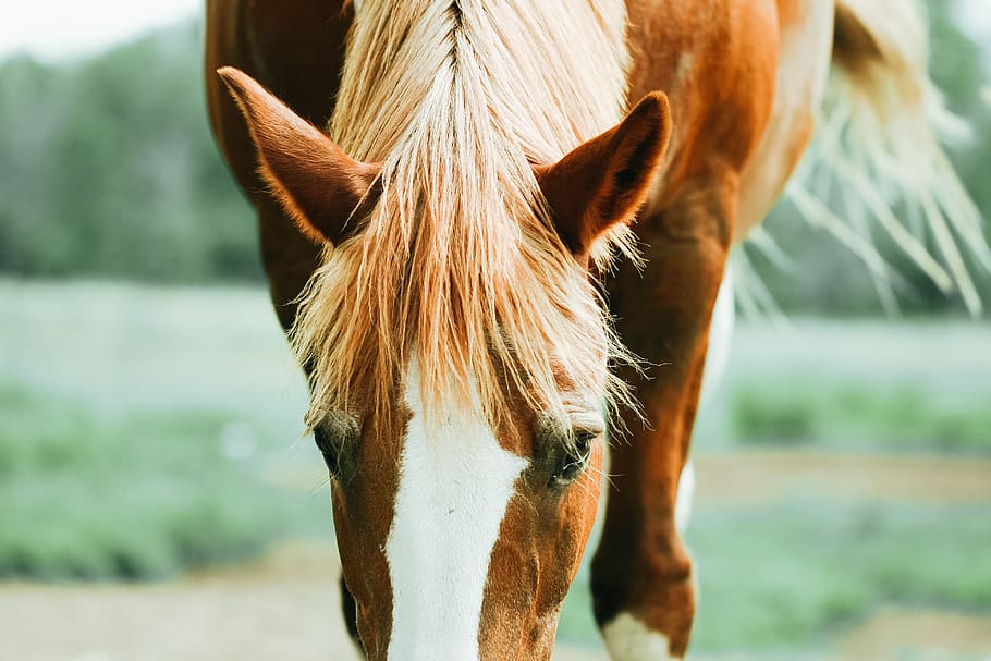 caballo, cabello, equino, pasto, campo, ojos, oídos, animal, ecuestre, granja