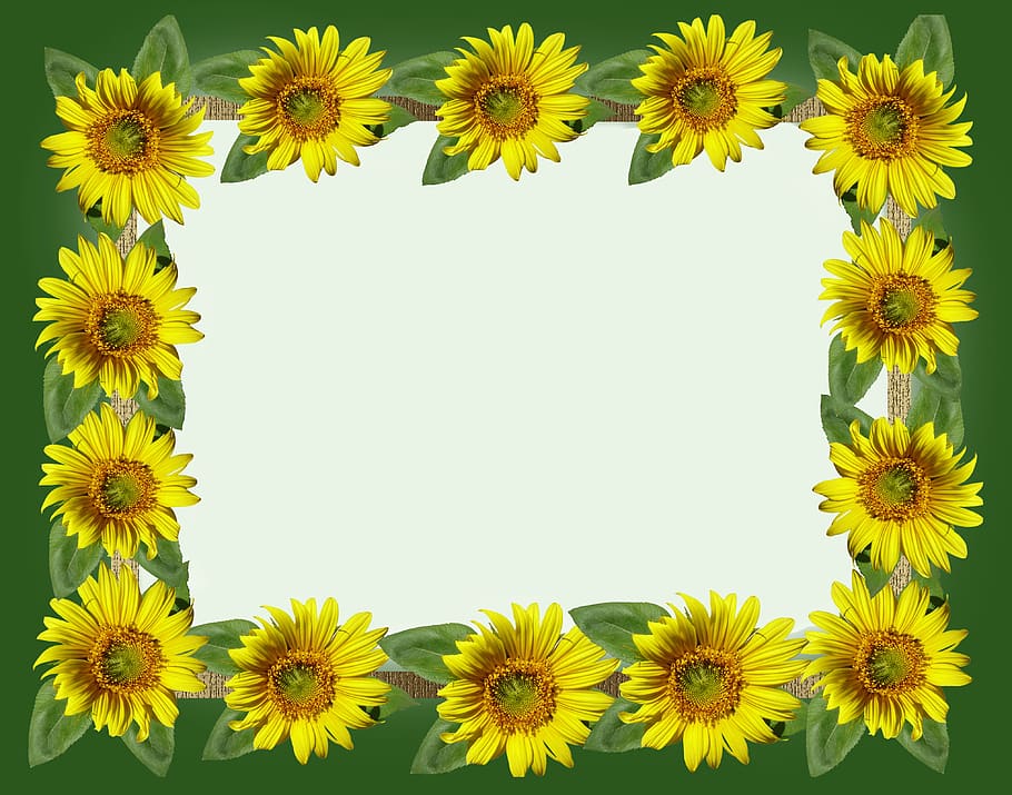 frame, sunflower, summer, flora, bright, yellow, flower, flowering plant, cut out, copy space