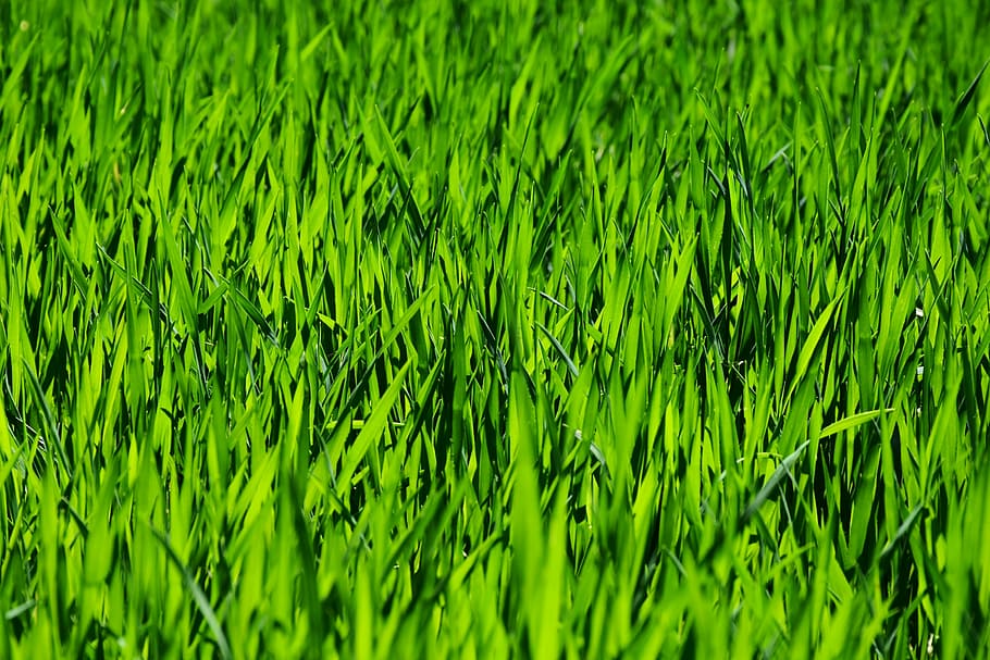 green grass field, grass, field, meadow, rush, growth, plant, nature, green, powerful