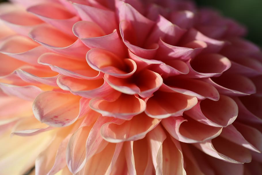 closeup, photography, pink, dahlia petals, flower, blossom, bloom, calyx, plant, open