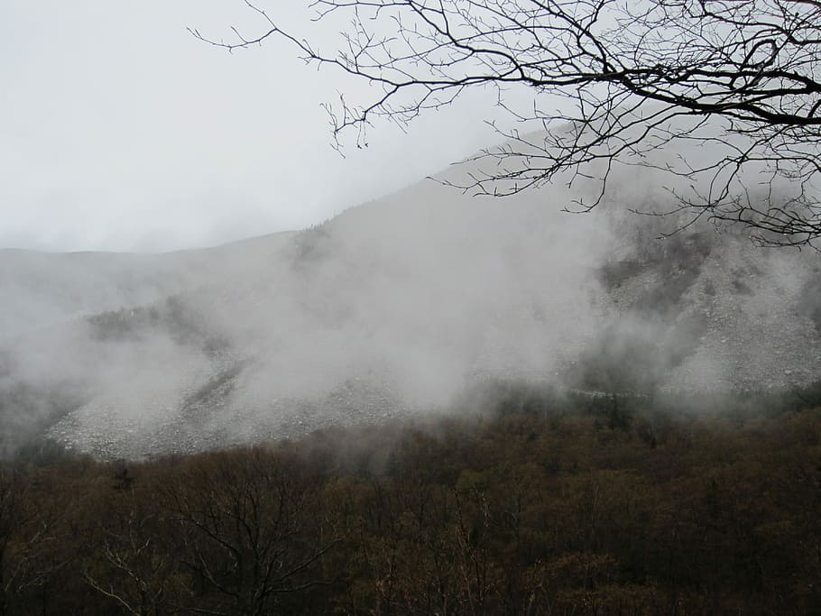 green, mountain, full, fog, green mountain, black, branches, gray, mountains, trees