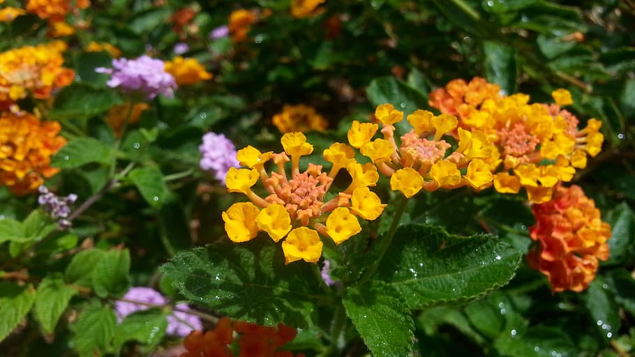 flowers, landscaping, water drops, spring, garden, landscape, blooming, backyard, flowering plant, flower