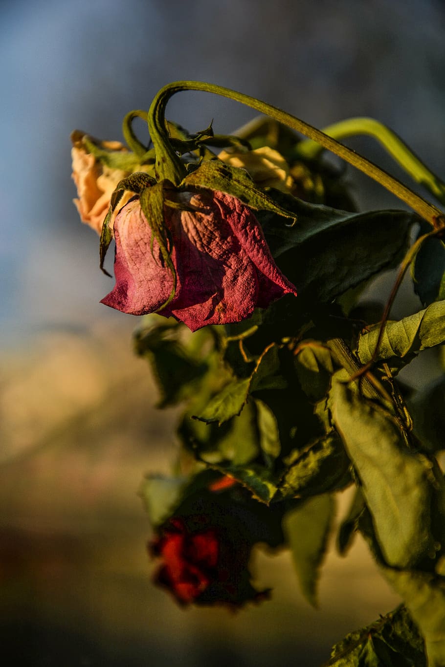 close-up photo, red, rose, roses, dry, dead, old, flower, nature, dried