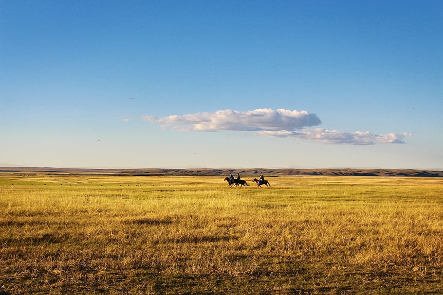 three, person, riding, black, horse, yellow, field, daytime, horseback riding, prairie
