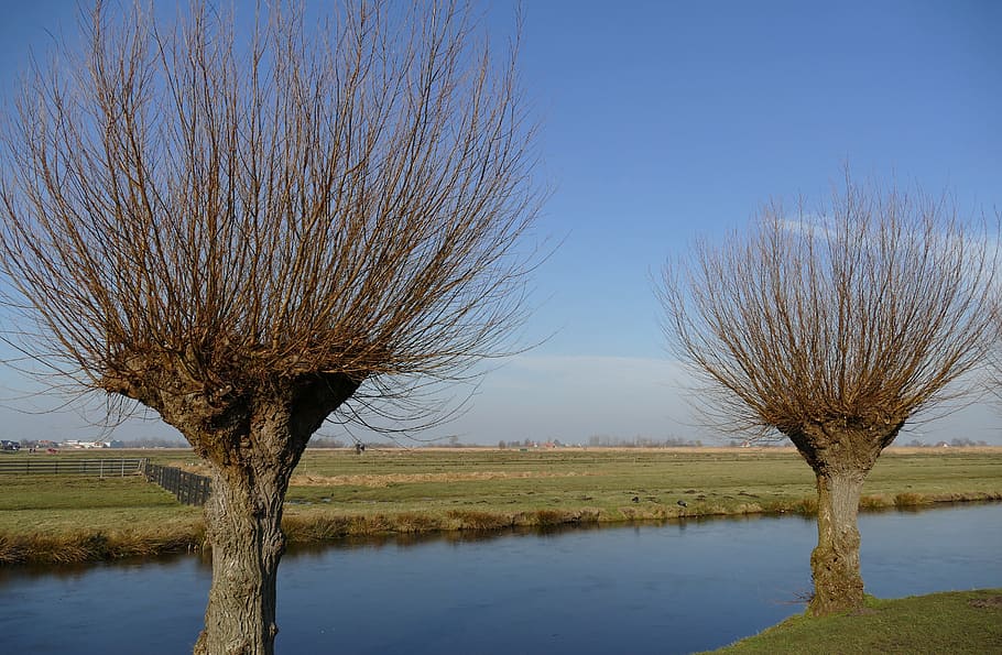 ditch, water, willow, pollard willow, tree, pasture, meadow, landscape, agricultural, grass