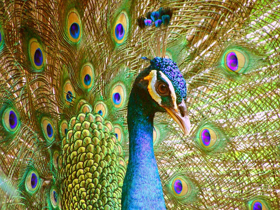 photo oif peacock, peacock, peacock's tail, zoological garden, feathers, bluebird, birds, bird, feather, animal