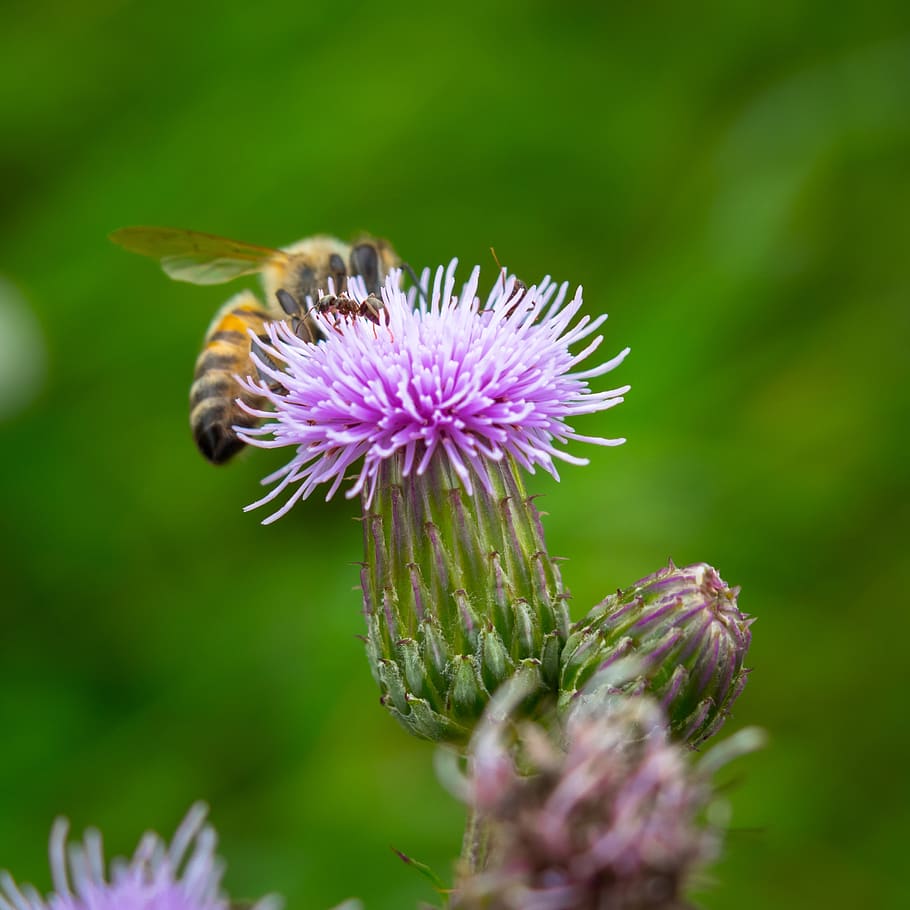 cardo, abelha, formiga, cardo acker, cardo rastejante, comer, flor, néctar, polinização, flor selvagem