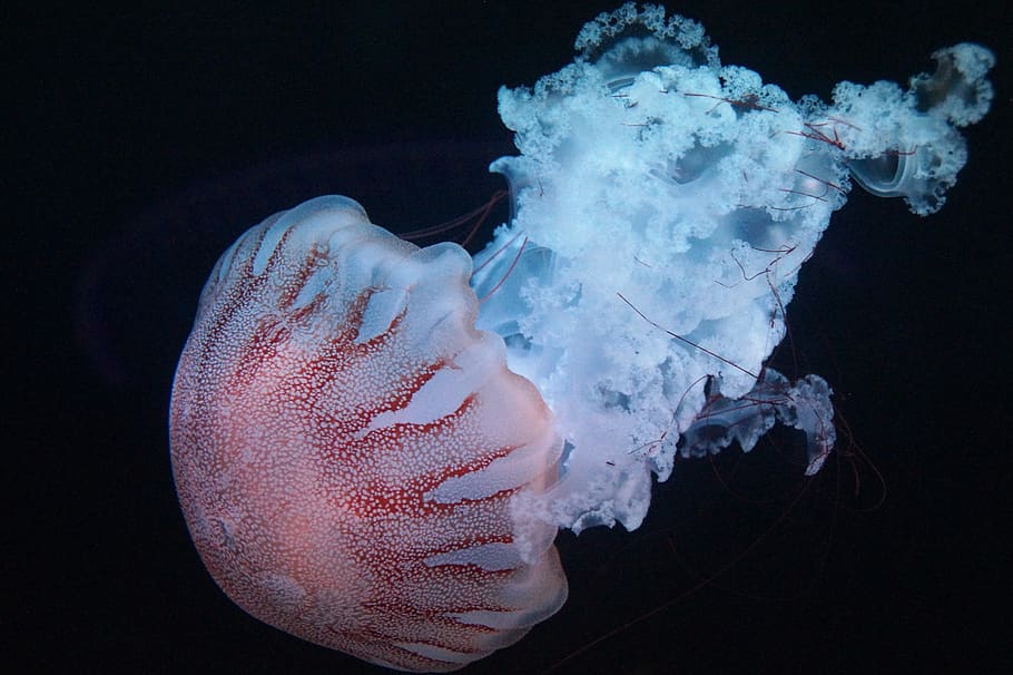 jellyfish, marine, creature, aquarium, swim, hat, tentacles, hover, translucent, underwater