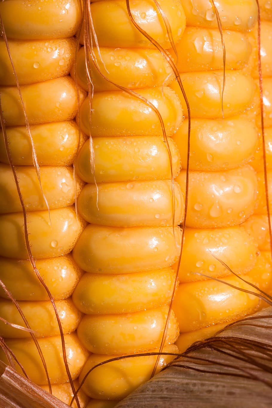 close-up photo, orange, corn cob, corn, corn kernels, corn on the cob, zea mays, cereals, food, autumn