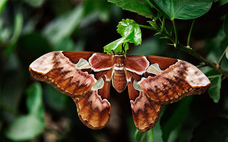 fotografía de primer plano, marrón, verde, mariposa encaramada, planta de hoja, durante el día, atlas polilla, mariposa, attacus atlas, polilla