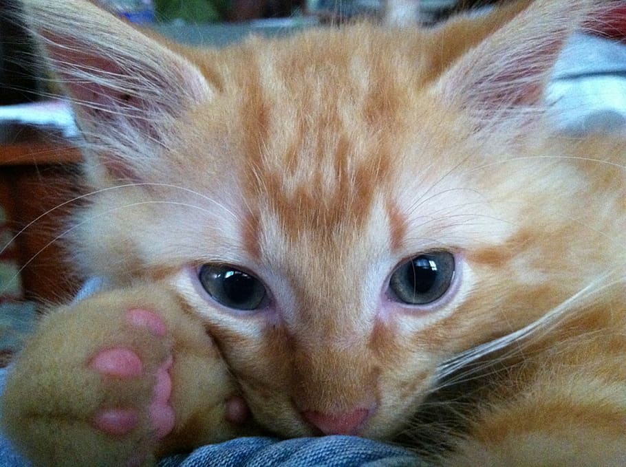 ginger, cat, blue eyes, face, pink toes, paws, furry, cute, kitten, lovable