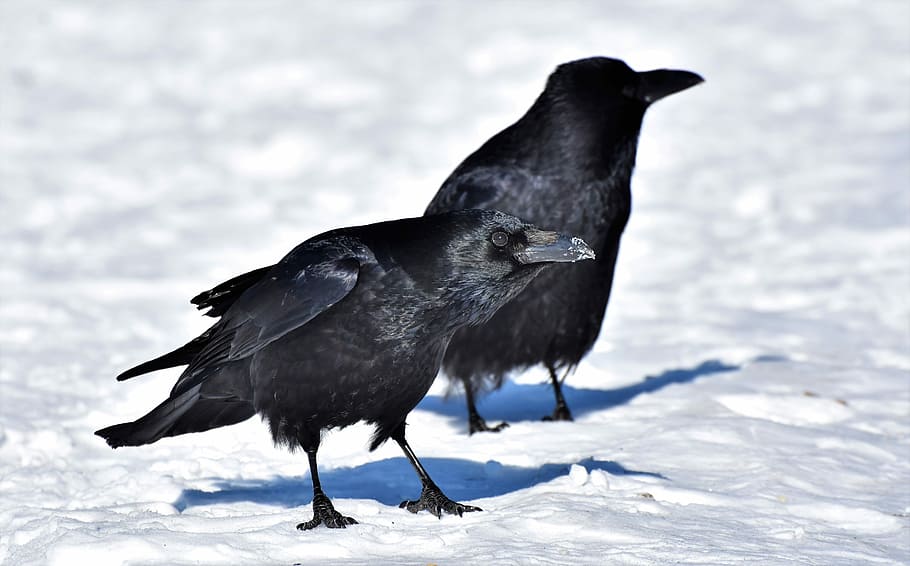 two, black, crows, standing, white, snow field, daytime, raven, crow, raven bird