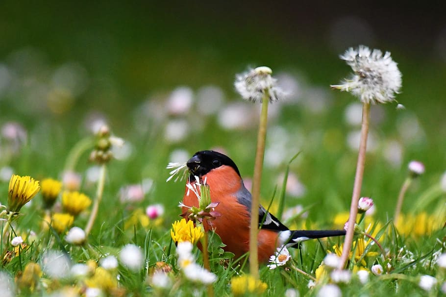 bullfinch, makanan, makan, gimpel, merah, burung, laki-laki, hewan, alam, dunia binatang