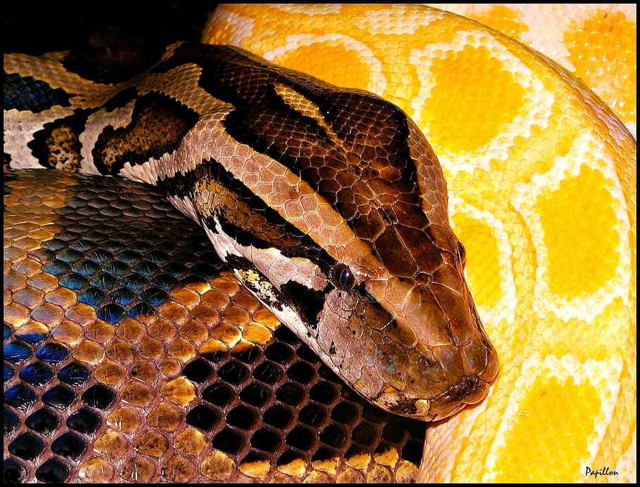 Python, Snakes, Snake, black yellow, animal, enlarge view, head, snakehead, scale, boa