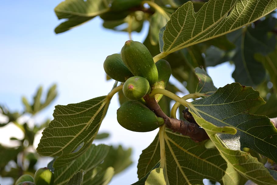 wild fig, common fig, ficus carica, young fruit, green, close-up, adam and eve, garden of eden, fig leaf, tree
