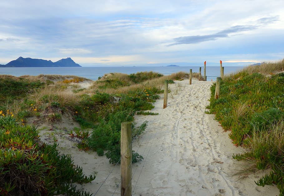 Playa, acceso, Bream Bay, Nueva Zelanda, arena, camino, rodeado, hierba, planta, cielo