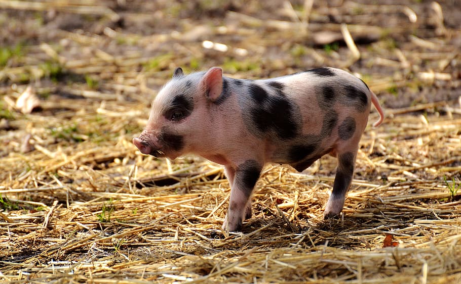 shallow, focus photography, beige, black, pig, piglet, young animals, small, funny, cute