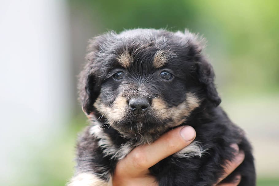 person, holding, long-coated, black, puppy, dog, mixture dog, pets, domestic, one animal