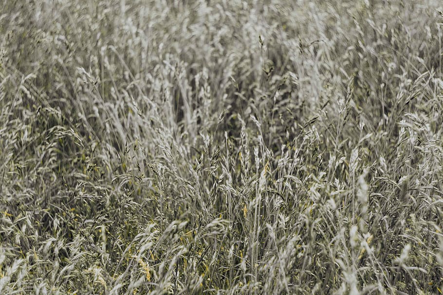 grass, field, nature, background, Silver, plant, growth, full frame, land, backgrounds