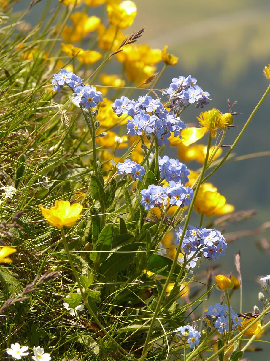 산 꽃, 날 잊지 마세요, raublattgewächs, 파랑, 노랑, 화려한, 색깔, 목초지, 봄, 잔디
