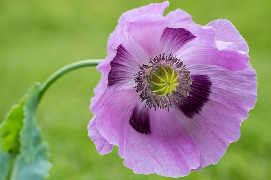 pink, opium poppy, bloom, closeup, photography, poppy, purple, close, flower, blossom