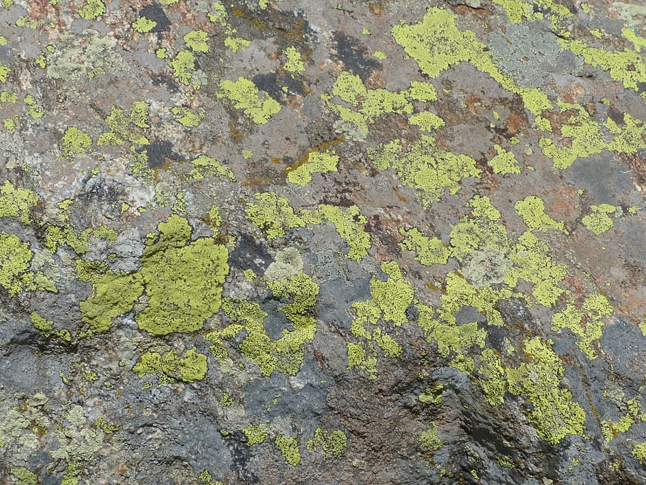 Batu, Lichen, batu lichen, fouling, landkartenflechte, rhizocarpon geographicum, batu kosong, kerak lichen, kuning cerah, hijau zaitun