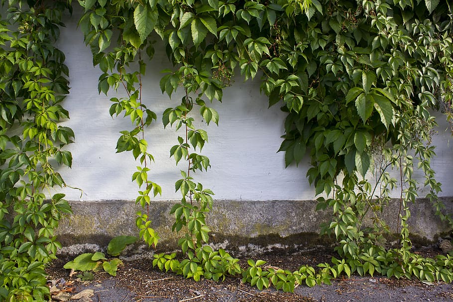 wall, ivy, foliage, greenery, leaf, plant, growth, plant part, green color, nature