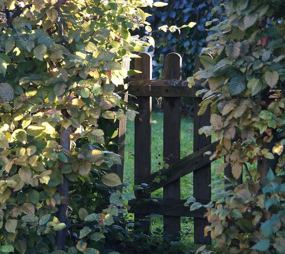 brown, wooden, fence, surrounded, green, leafed, plants, garden gate, hedge, garden fence