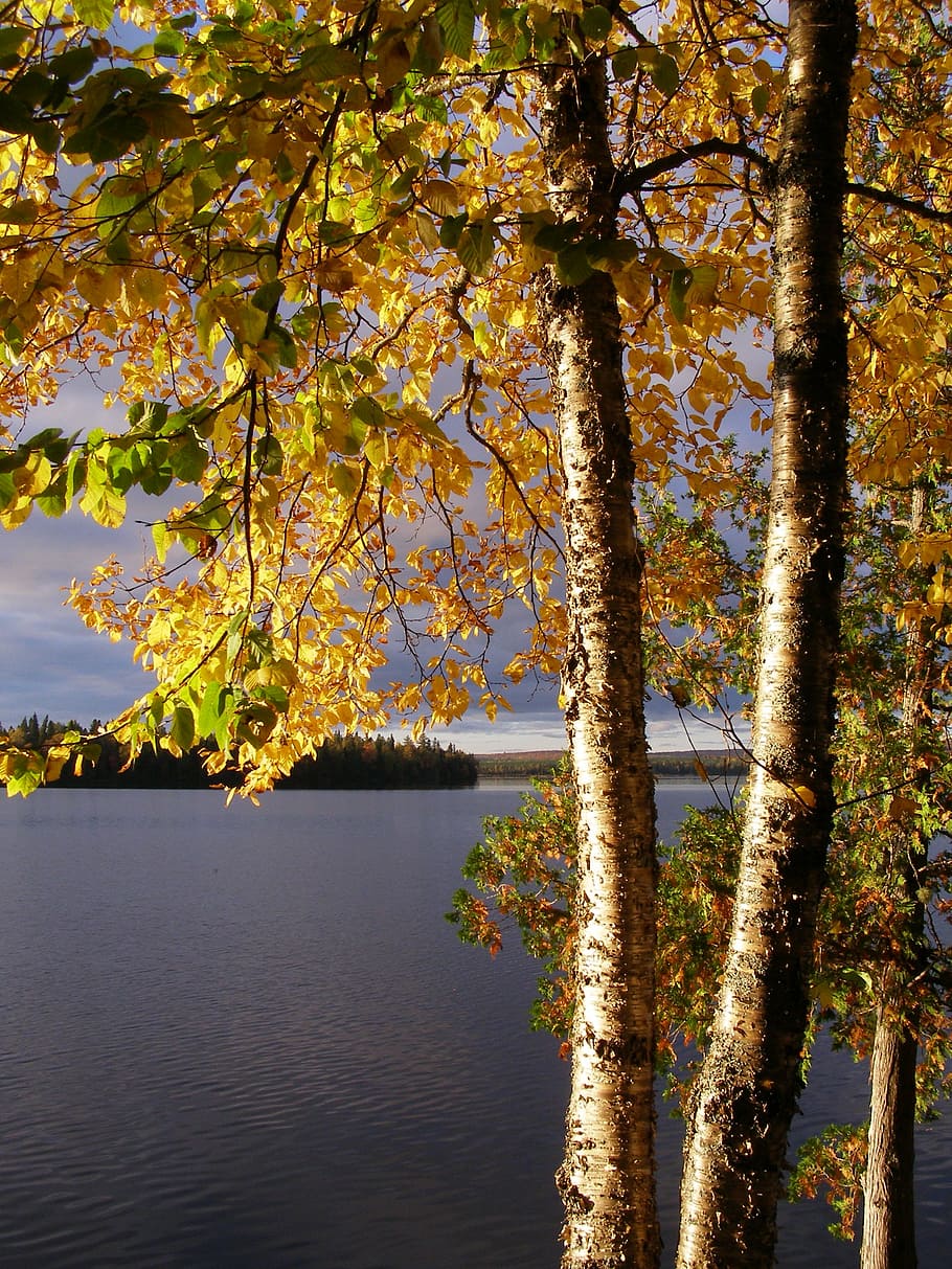 birch, yellow birch, yellow, nature, autumn, fall, tree, season, forest, bright