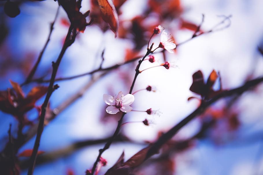 trees, blossoms, flowers, branches, nature, spring, summer, outdoors, plant, tree