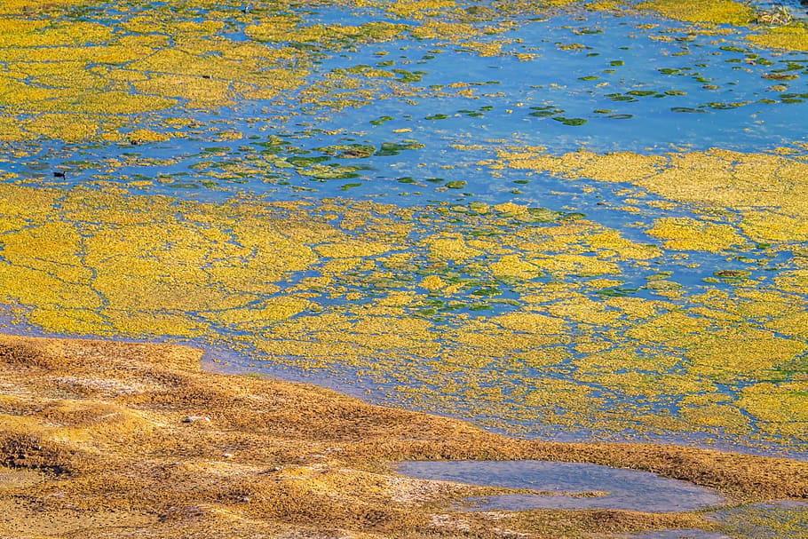 seaweed, lake, pond, water, color, sand, texture, background, structure, nature