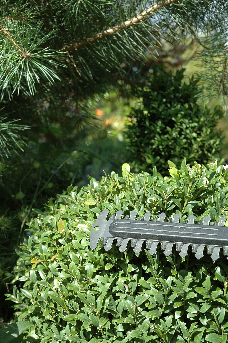 Boxwood, Shrub, Shear, Gardening, hedge trimmer, plant, growth, nature, outdoors, day